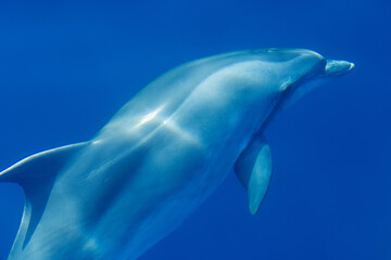 Common bottlenose dolphin surfacing on the Adriatic Sea in Croatia