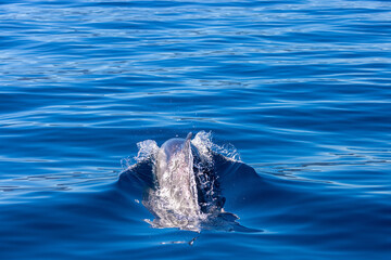 Obraz premium Common bottlenose dolphin surfacing on the Adriatic Sea in Croatia