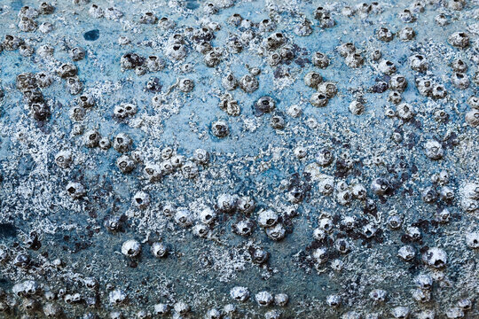 Erosion of the hull of a yacht close-up. Marine microorganisms on the hull of the yacht.