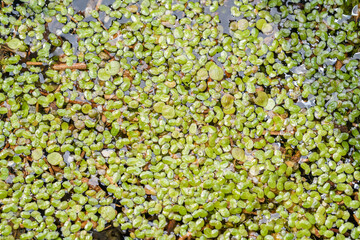 aquatic plants duckweeds (Lemna) on water surface