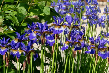 Fototapeta na wymiar Bushes of blooming ornamental garden iris in the garden on a sunny summer day.