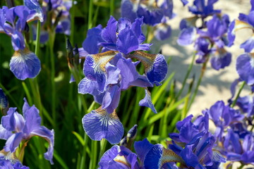 Flowers of decorative garden iris close-up on a sunny summer day.