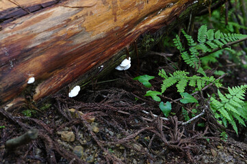 朽ちた木に生えた白いキノコ