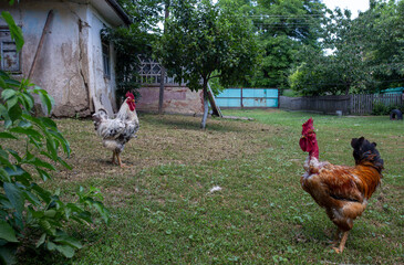 Naklejka premium Two roosters one white and the other one black walking in a yard of a farm