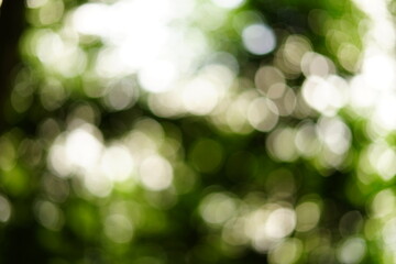 Out of focus abstract forest view