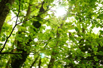 Filtering light through the leaves in the beechwood on a summer day