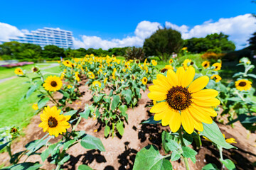 ひまわり　向日葵　【 夏 の イメージ 】