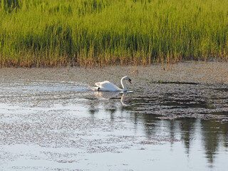 Wild swan. Abandoned old pond. Summer evening, sunset. Russia, Ural, Perm Territory.