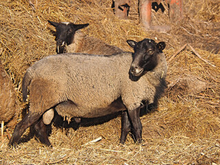 Sheep and rams on a village farm. Summer evening, sunset. Russia, Ural, Perm Territory.