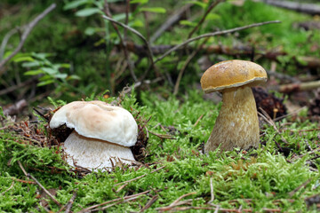 Two young  wild mushrooms that are often confused with each other grow in the forest. On the left...