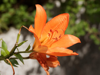 (Lilium) Lys ou lis à fleurs orangées avec boutons dressées au sommet d'une hampe florale