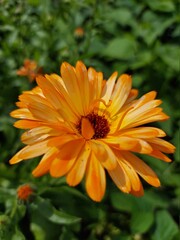 orange dahlia flower