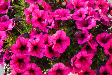 red flowers petunia on blue sky background