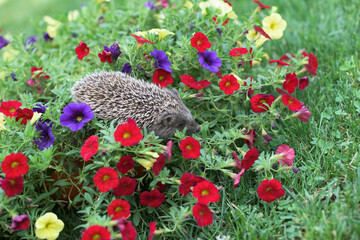 A small hedgehog in a flower garden in the front yard © tchara