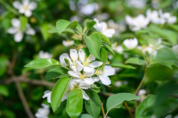 Naklejka premium White Apple Flowers. Beautiful flowering apple trees. Background with blooming flowers in spring day. Blooming apple tree (Malus domestica) close-up. Apple Blossom.