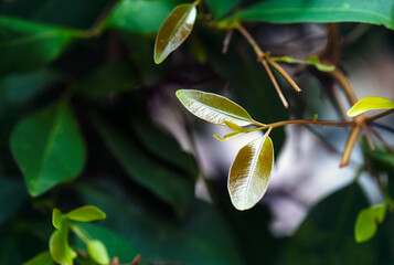 beautiful leaves in close view