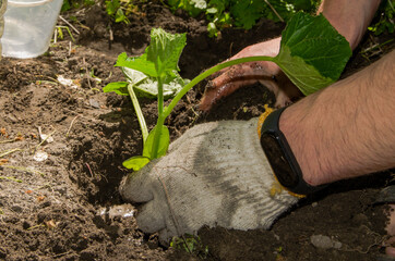 male hands, hold and plant green seedlings. New life, eco, sustainable lifestyle, zero waste, earth...
