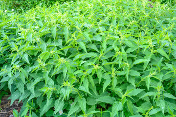 Thickets of nettles. Bush of stinging-nettles. Nettle leaves. Fresh nettle leaves. Medicinal plant. Green leaves background.