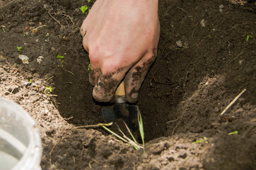 a man plants a plant, a man digs a hole for planting a sprout