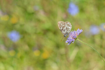Schachbrettfalter (Melanargia galathea) auf einer Skabiosen Blüte.