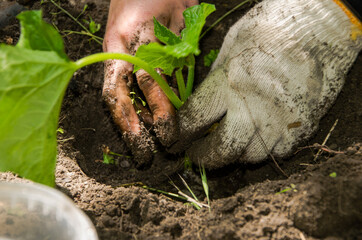 male hands, hold and plant green seedlings. New life, eco, sustainable lifestyle, zero waste, earth...