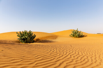 Untouched desert landscape with rippled sand dunes and two Apple of Sodom (Calotropis procera) bushes, United Arab Emirates.