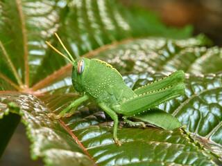 Large grasshopper in a natural environment. Anacridium aegyptium