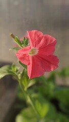 petunia pink flower in the garden