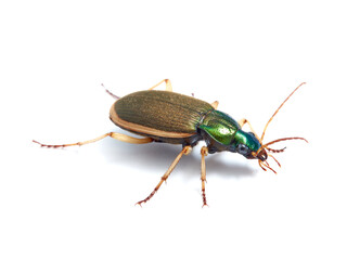 Vivid metallic ground beetle. Genus Chlaenius. 