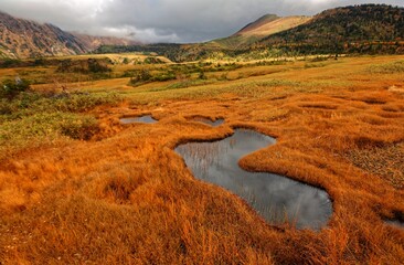 Fall scenery of a grassy wetland on Midagahara Highland in Tateyama Kurobe Alpine Route in Toyama, Japan, with view of beautiful ponds on the marshland under moody sky on a gloomy, cloudy autumn day 