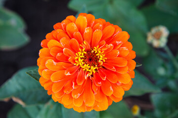 Orange tsinia flower on a green stem with leaves