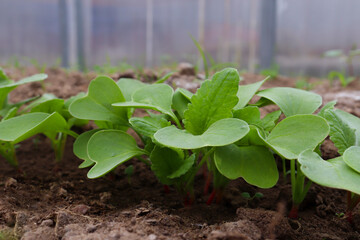 young garden radishes in a greenhouse close-up in spring