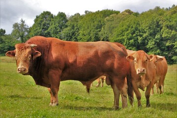 Taureau de race limousine.