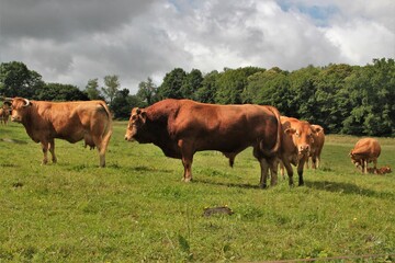 Taureau de race limousine.