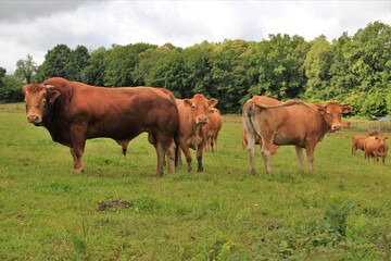 Taureau de race limousine.