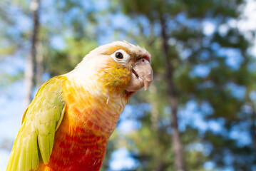 ウロコインコ