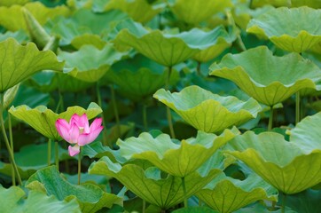 Close-up view of a lovely pink water lily flower with a yellow stamen and delicate petals blooming among green lush leaves in a lotus pond ( blurred background effect )