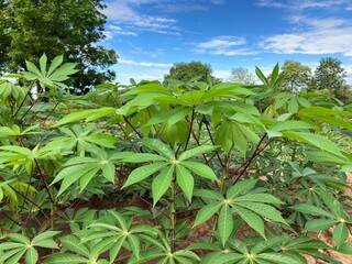  Cassava plant.