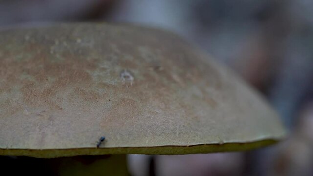 Penny Bun, Cep, Porcini mushroom in natural environment (Boletus edulis) - (4K)