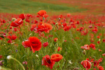 Fototapeta na wymiar Poppies. Summer flower field at the end of the day.