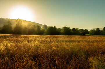 Aufgehende Sonne über einem Weizenfeld