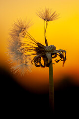 Close-up photography of a single faded dandelion flower seed head with matured seeds attached against yellow sunrise sky
