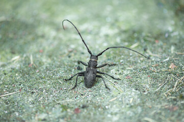 black barbel beetle close up