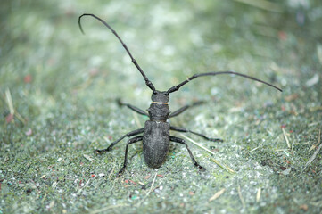 black barbel beetle close up