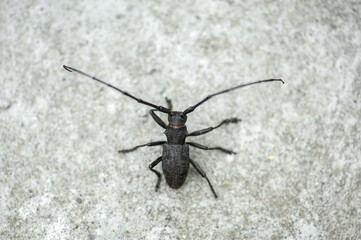 black barbel beetle on concrete