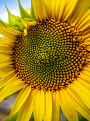 Naklejka premium girasol de cerca