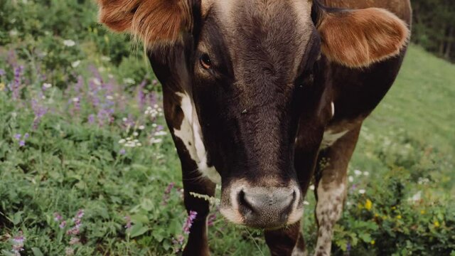 Brown cow grazes on a meadow in the mountains 4K