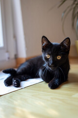 a detail shot of a black baby cat. a little kitty with yellow eyes lies on the floor and looks into the camera. 