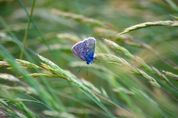 blue butterfly Polyommatus icarus sits on the grass
