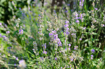 blooming lavender is the nectar that bees collect